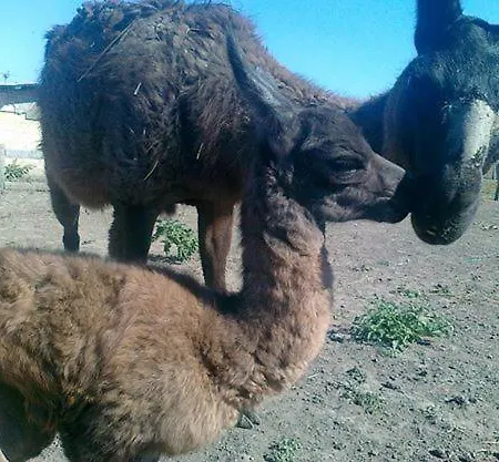 Appartement Mátyás