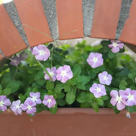 Mátyás Appartement